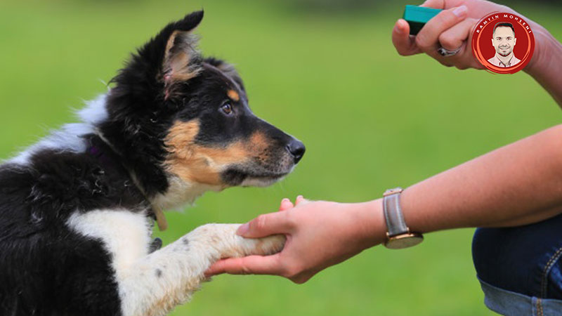 کلیکر آموزشی سگ چیست؟