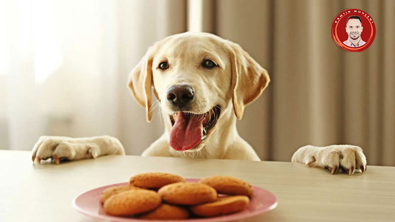 آیا بیسکویت تشویقی برای سگ مضر است؟