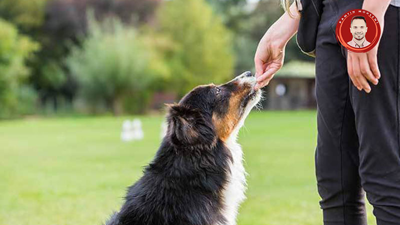 کلیکر آموزشی سگ چیست؟