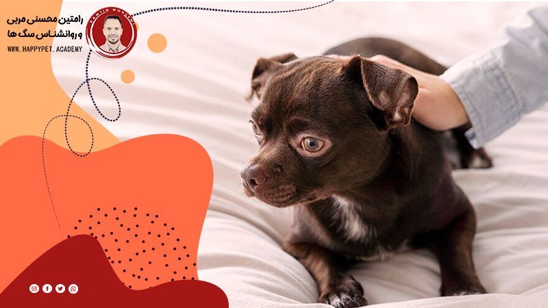 ایجاد محیط آرام و امن برای مدیریت اضطراب سگ ها