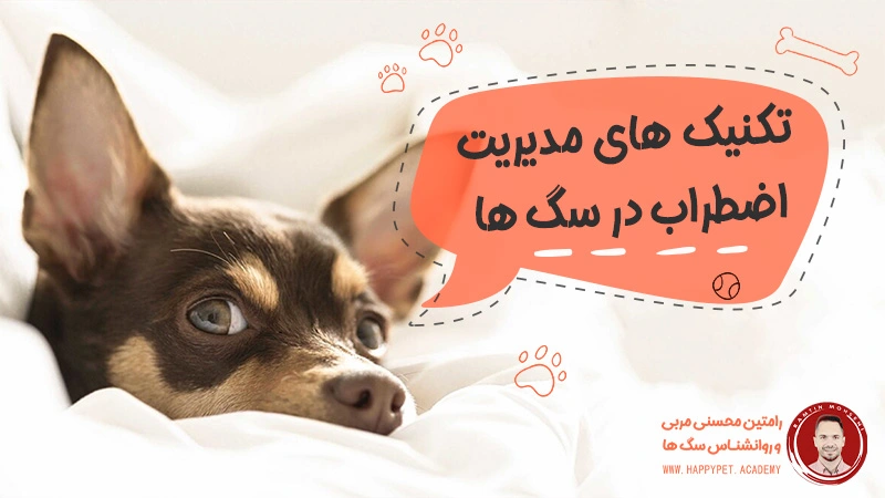 تکنیک -های مدیریت-اضطراب-در-سگ_-ها