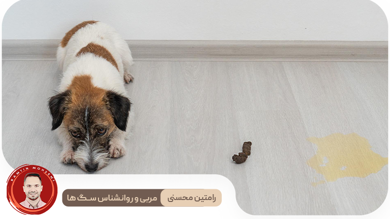 چرا توله سگ من در خانه ادرار می‌کند؟