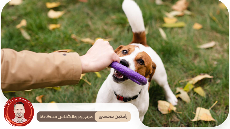 بازی های ایمن با توله سگ ها