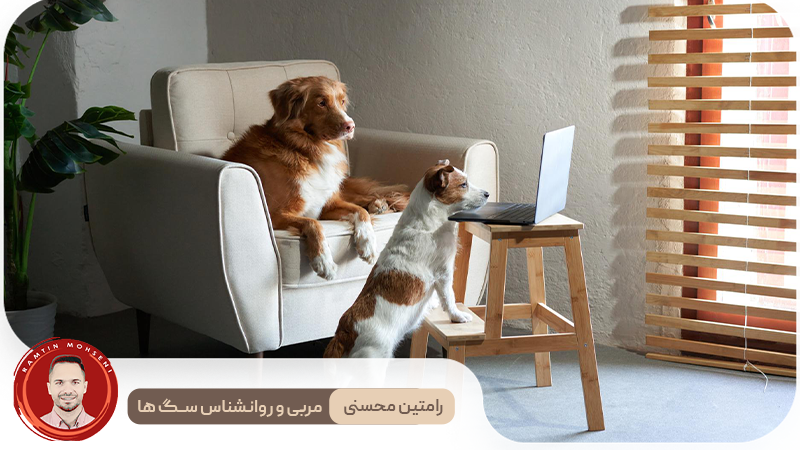 آموزش نگهداری سگ در آپارتمان