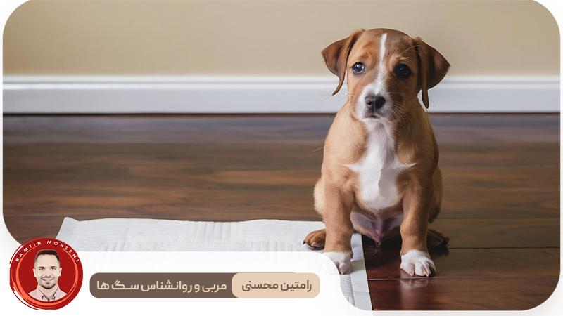 نکات تخصصی آموزش توالت رفتن توله سگ