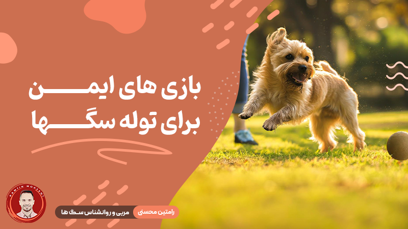 بازی های ایمن با توله سگ ها