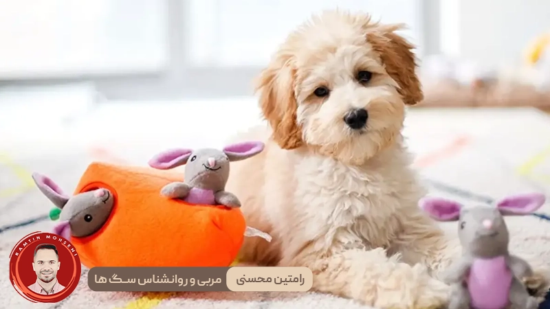 بازی های ایمن با توله سگ ها