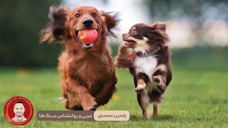 بازی های ایمن با توله سگ ها