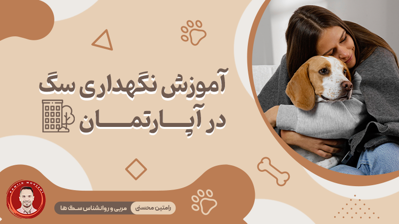 آموزش نگهداری سگ در آپارتمان