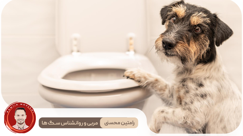 نکات تخصصی آموزش توالت رفتن توله سگ