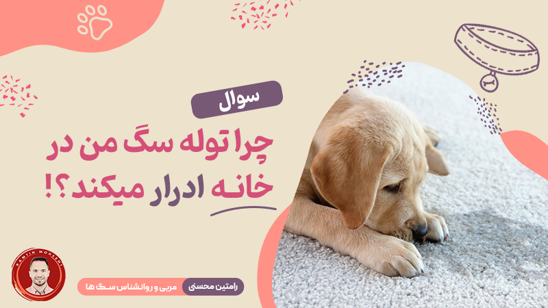 چرا توله سگ من در خانه ادرار می‌کند؟
