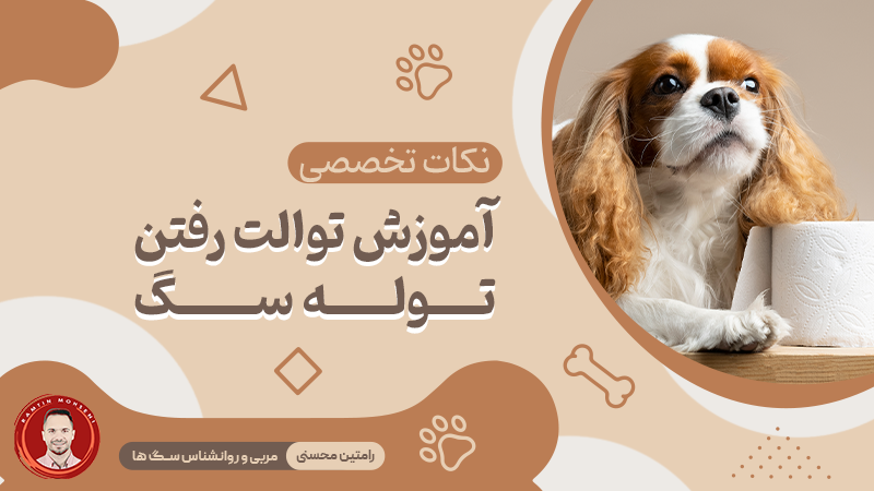 نکات تخصصی آموزش توالت رفتن توله سگ
