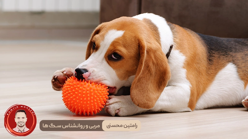 آموزش رفتار مناسب به توله سگ ها