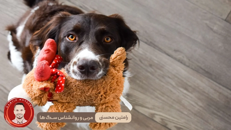 آموزش رفتار مناسب به توله سگ ها