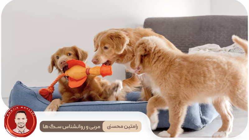 آموزش رفتار مناسب به توله سگ ها