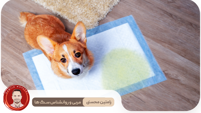 آموزش توالت رفتن به توله سگ‌ها در فضای بسته