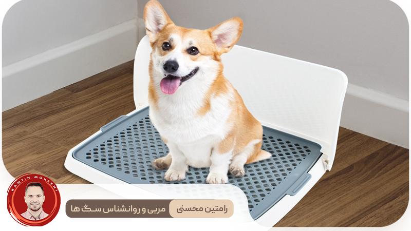 آموزش توالت رفتن به توله سگ‌ها در فضای بسته