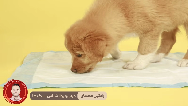 آموزش توالت رفتن به توله سگ‌ها در فضای بسته