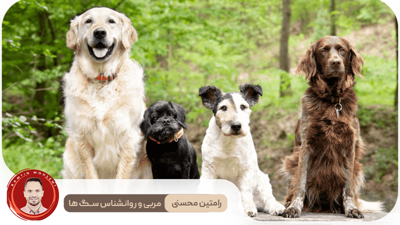 اجتماعی کردن توله سگ : چرا، چه زمانی و چگونه آن را به درستی انجام دهیم