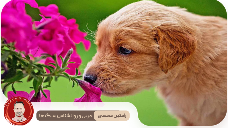 اجتماعی کردن توله سگ : چرا، چه زمانی و چگونه آن را به درستی انجام دهیم