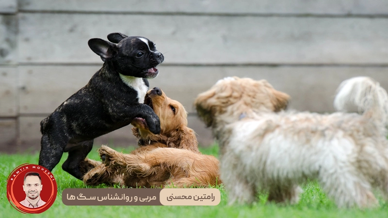 اجتماعی کردن توله سگ : چرا، چه زمانی و چگونه آن را به درستی انجام دهیم