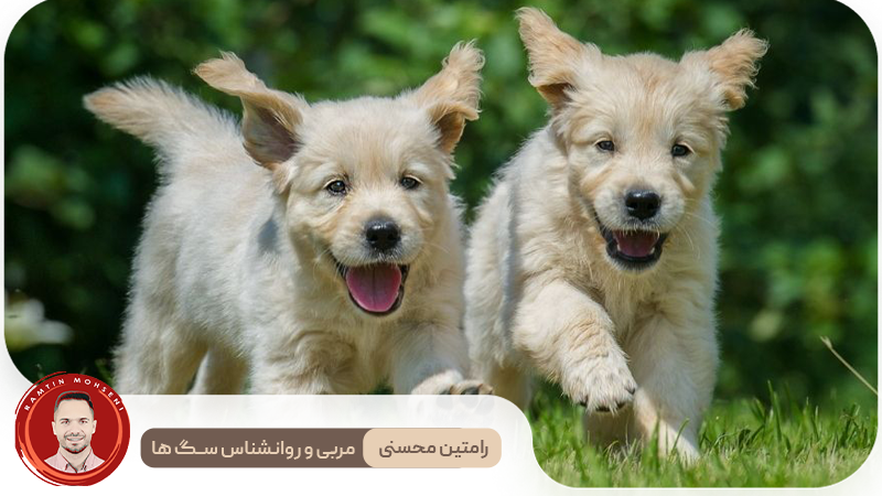 اجتماعی کردن توله سگ : چرا، چه زمانی و چگونه آن را به درستی انجام دهیم