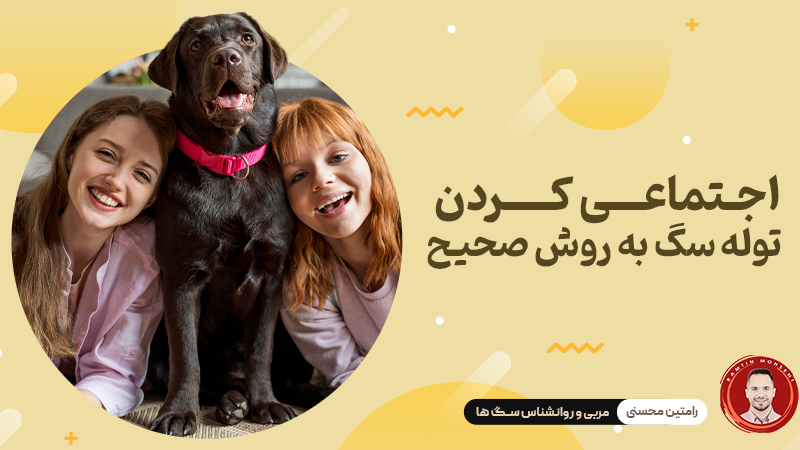 اجتماعی کردن توله سگ : چرا، چه زمانی و چگونه آن را به درستی انجام دهیم
