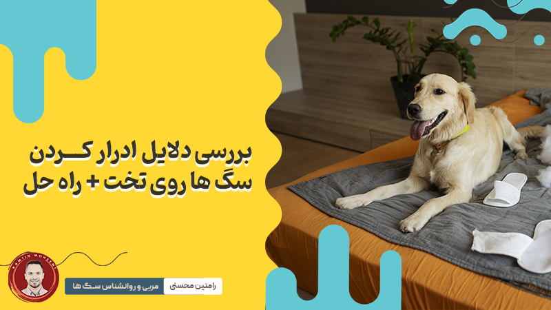 بررسی دلایل ادرار کردن سگ ها روی تخت و راه‌ حل‌های موثر