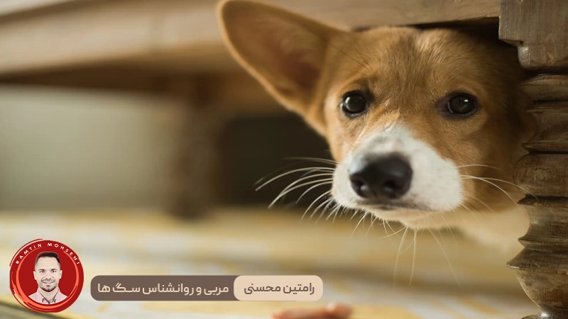 اضطراب در سگ‌ ها: علائم، نشانه‌ها، درمان