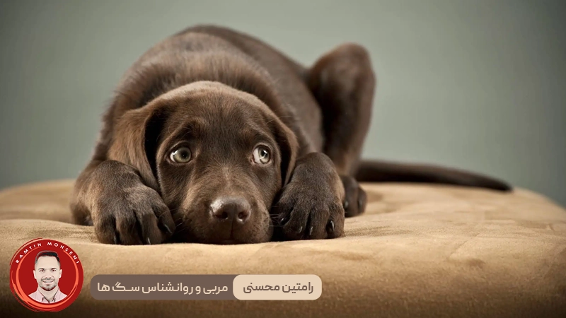 اضطراب در سگ‌ ها: علائم، نشانه‌ها، درمان