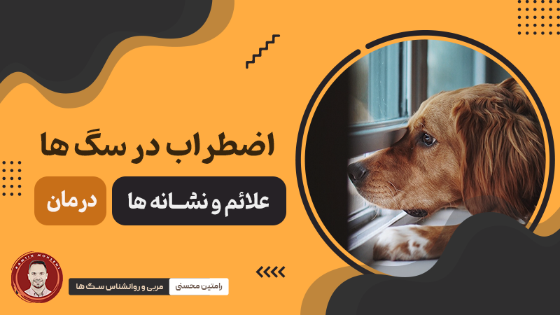 اضطراب در سگ‌ ها: علائم، نشانه‌ها، درمان