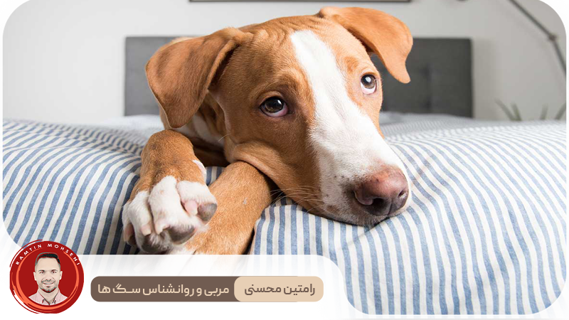بررسی دلایل ادرار کردن سگ ها روی تخت و راه‌ حل‌های موثر
