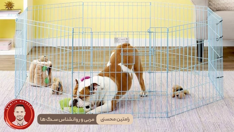 تربیت سگ در قفس : 9 مرحله ساده برای آموزش مؤثر