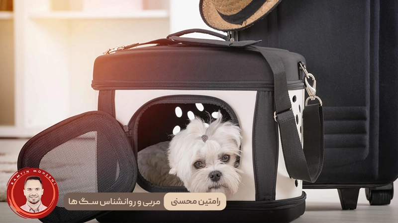 تربیت سگ در قفس : 9 مرحله ساده برای آموزش مؤثر