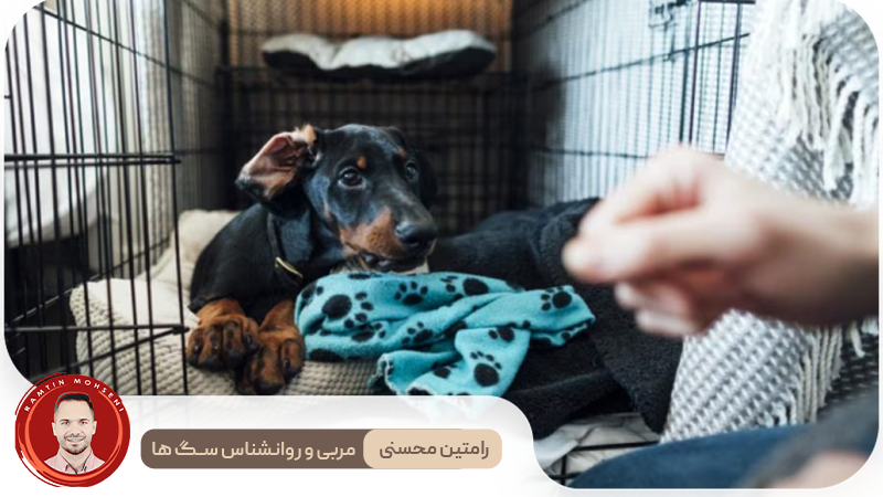 تربیت سگ در قفس : 9 مرحله ساده برای آموزش مؤثر