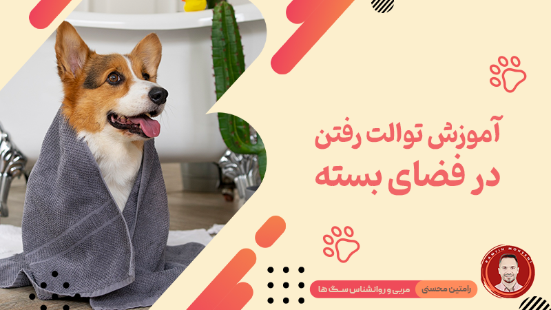 آموزش توالت رفتن به توله سگ‌ها در فضای بسته