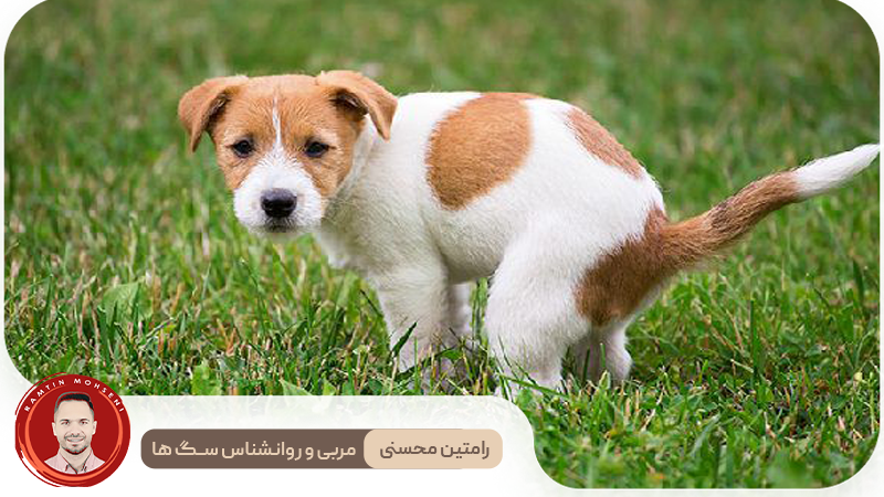 جدول زمانی آموزش توالت رفتن به توله سگ: از روز اول تا موفقیت کامل 4 جدول زمانی آموزش توالت رفتن به توله سگ: از روز اول تا موفقیت کامل