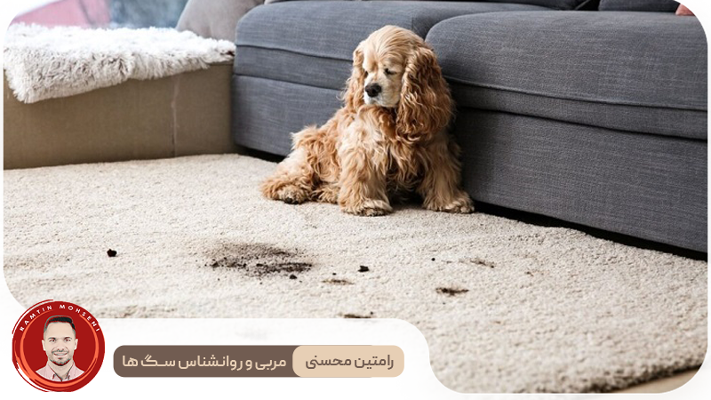 جدول زمانی آموزش توالت رفتن به توله سگ: از روز اول تا موفقیت کامل 2 جدول زمانی آموزش توالت رفتن به توله سگ: از روز اول تا موفقیت کامل