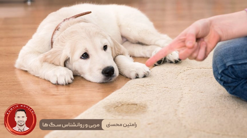 جدول زمانی آموزش توالت رفتن به توله سگ: از روز اول تا موفقیت کامل 3 جدول زمانی آموزش توالت رفتن به توله سگ: از روز اول تا موفقیت کامل