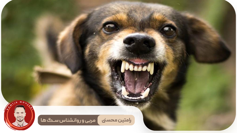 تحلیل حالات چهره سگ‌ ها و معنای آن‌ها