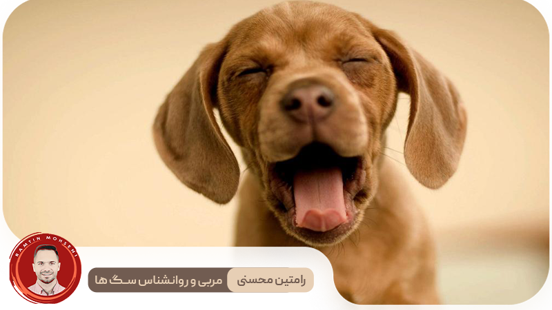 حالات چهره سگ‌ها و معنای آن‌ها 2