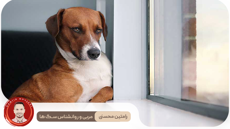 تحلیل حالات چهره سگ‌ ها و معنای آن‌ها