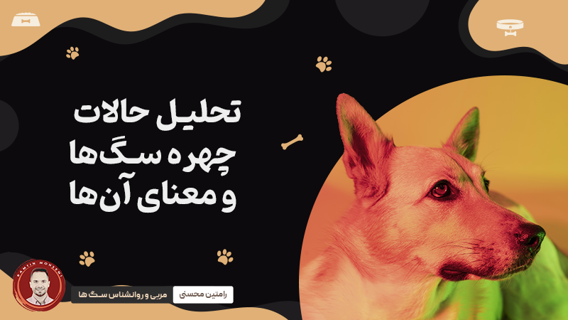 تحلیل حالات چهره سگ‌ ها و معنای آن‌ها