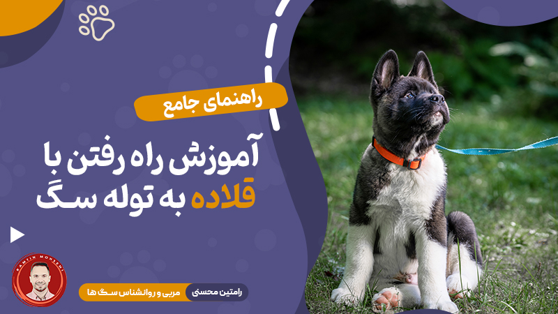 راهنمای جامع آموزش راه رفتن با قلاده به توله سگ