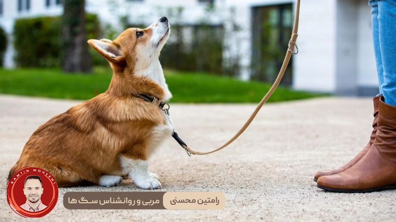 راهنمای جامع آموزش راه رفتن با قلاده به توله سگ