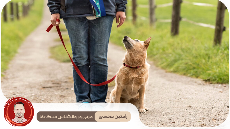 راهنمای جامع آموزش راه رفتن با قلاده به توله سگ