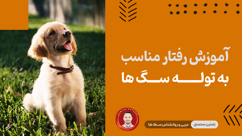 آموزش رفتار مناسب به توله سگ ها