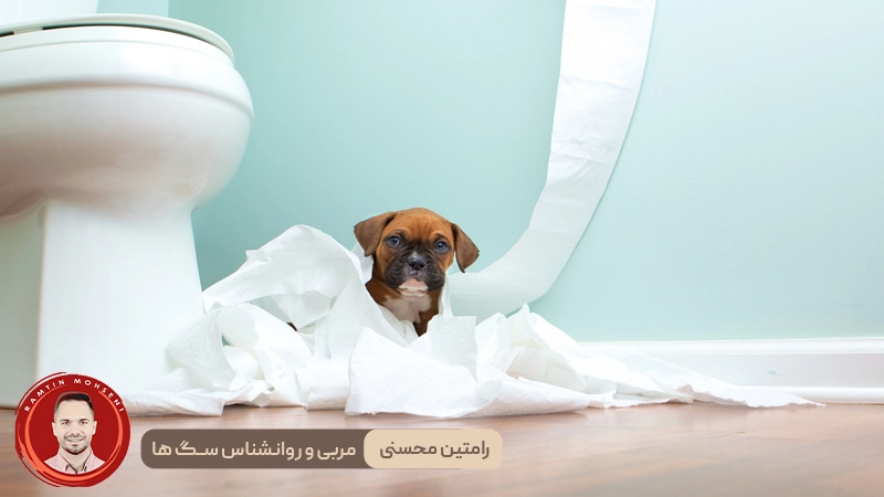 چگونه توله سگ ها را به دستشویی ببریم ؟