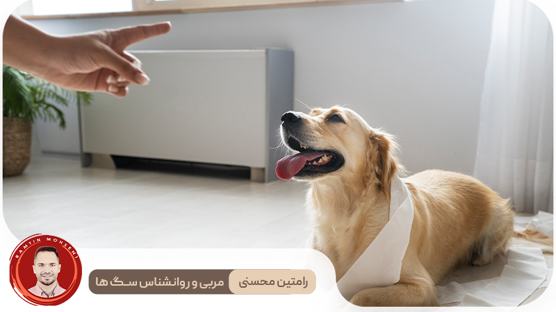 چگونه توله سگ ها را به دستشویی ببریم ؟
