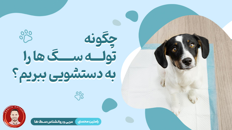 چگونه توله سگ ها را به دستشویی ببریم ؟